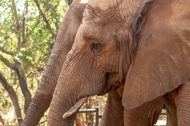 Elephant Encounter & Stayover for Two | Harties